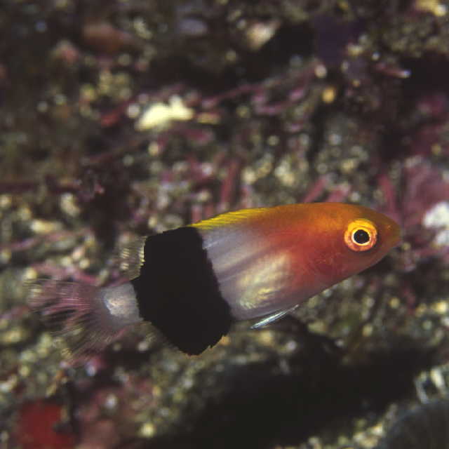 Bodianus bilunulatus